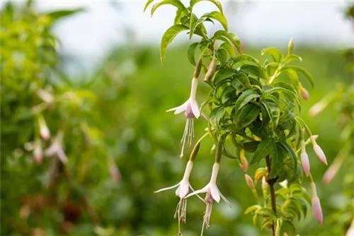 Garten-Fuchsie - Fuchsia magellanica var.alba