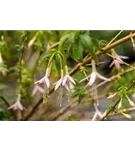 Garten-Fuchsie - Fuchsia magellanica var.alba