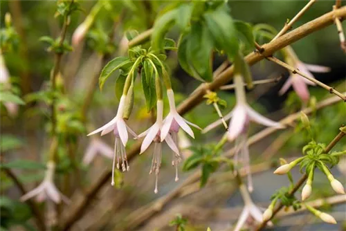 Garten-Fuchsie - Fuchsia magellanica var.alba