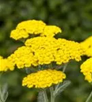 Filzige Teppich-Garbe - Achillea tomentosa