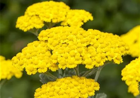 Achillea tomentosa - Filzige Teppich-Garbe