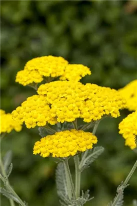 Filzige Teppich-Garbe - Achillea tomentosa