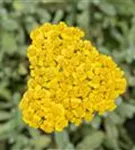 Filzige Teppich-Garbe - Achillea tomentosa