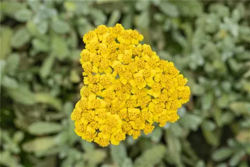 Filzige Teppich-Garbe - Achillea tomentosa