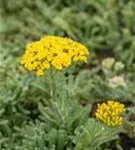 Filzige Teppich-Garbe - Achillea tomentosa