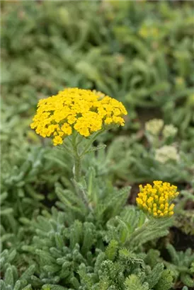 Filzige Teppich-Garbe - Achillea tomentosa