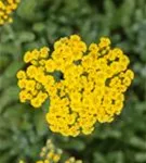 Filzige Teppich-Garbe - Achillea tomentosa