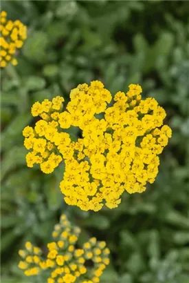 Filzige Teppich-Garbe - Achillea tomentosa