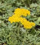 Filzige Teppich-Garbe - Achillea tomentosa