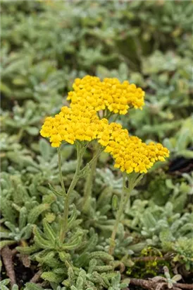 Filzige Teppich-Garbe - Achillea tomentosa