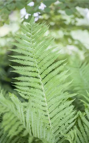 Athyrium filix-femina