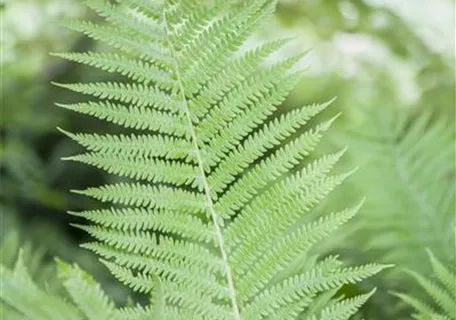 Athyrium filix-femina - Wald-Frauenfarn