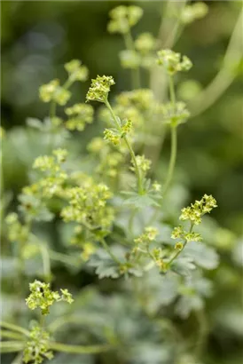 Zwergiger Frauenmantel - Alchemilla erythropoda