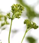 Zwergiger Frauenmantel - Alchemilla erythropoda