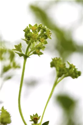 Zwergiger Frauenmantel - Alchemilla erythropoda