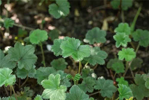 Zwergiger Frauenmantel - Alchemilla erythropoda