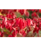 Korkflügelstrauch - Euonymus alatus - Ziergehölze