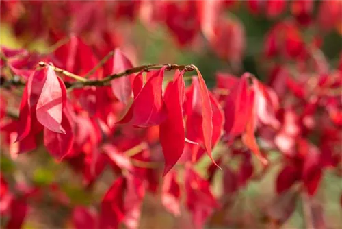 Korkflügelstrauch - Euonymus alatus - Ziergehölze