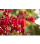 Korkflügelstrauch - Euonymus alatus - Ziergehölze