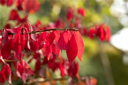 Korkflügelstrauch - Euonymus alatus - Ziergehölze