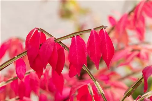 Korkflügelstrauch - Euonymus alatus - Ziergehölze