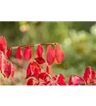 Korkflügelstrauch - Euonymus alatus - Ziergehölze