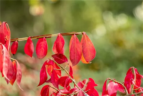 Korkflügelstrauch - Euonymus alatus - Ziergehölze