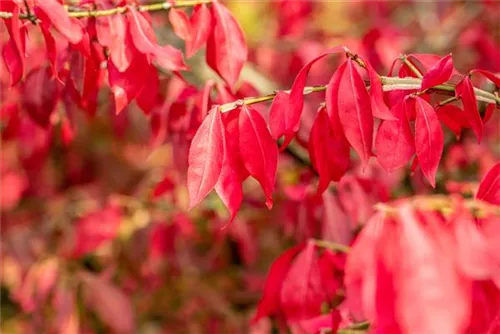 Korkflügelstrauch - Euonymus alatus - Ziergehölze