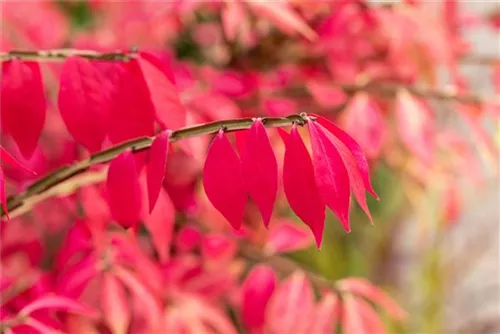 Korkflügelstrauch - Euonymus alatus - Ziergehölze