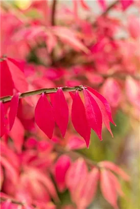 Korkflügelstrauch - Euonymus alatus - Ziergehölze