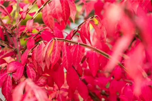 Korkflügelstrauch - Euonymus alatus - Ziergehölze