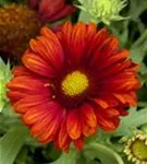 Großblumige Garten-Kokardenblume - Gaillardia x grandiflora 'Burgunder'