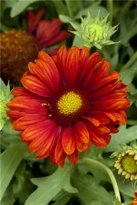 Großblumige Garten-Kokardenblume - Gaillardia x grandiflora 'Burgunder'