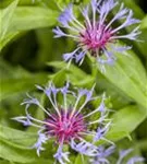 Berg-Flockenblume - Centaurea montana