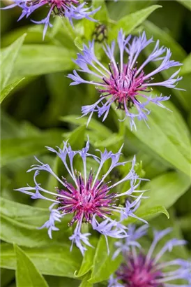 Berg-Flockenblume - Centaurea montana