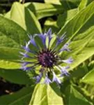 Berg-Flockenblume - Centaurea montana