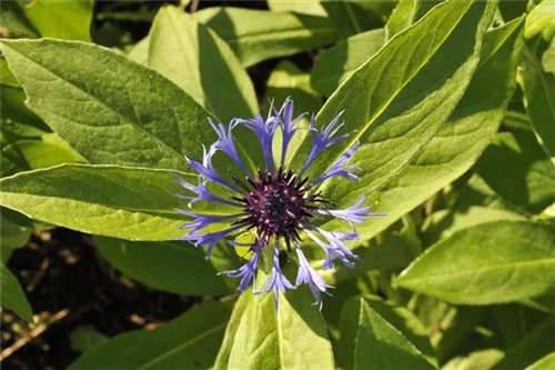 Berg-Flockenblume - Centaurea montana