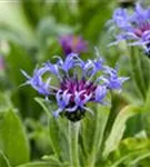 Berg-Flockenblume - Centaurea montana