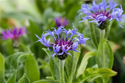 Berg-Flockenblume - Centaurea montana