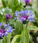 Berg-Flockenblume - Centaurea montana