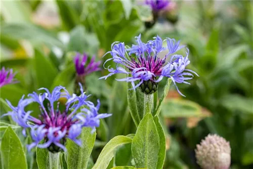 Berg-Flockenblume - Centaurea montana