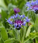 Berg-Flockenblume - Centaurea montana