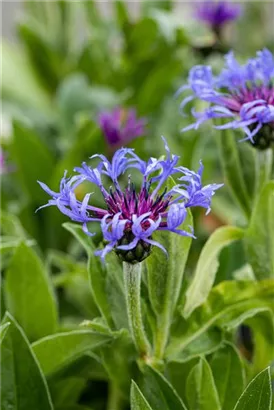 Berg-Flockenblume - Centaurea montana