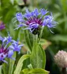 Berg-Flockenblume - Centaurea montana