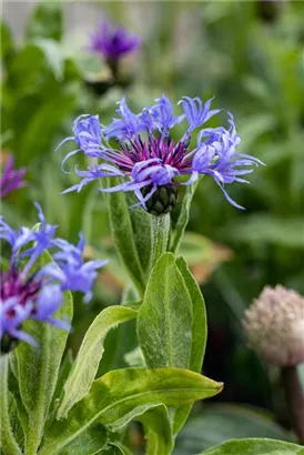 Berg-Flockenblume - Centaurea montana