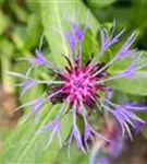 Berg-Flockenblume - Centaurea montana