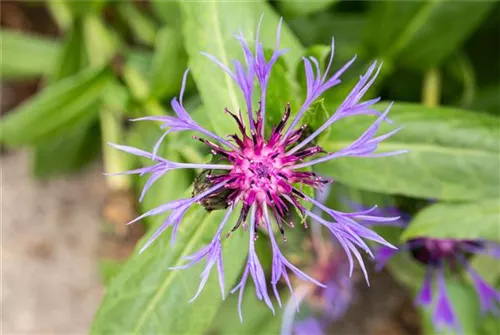 Berg-Flockenblume - Centaurea montana