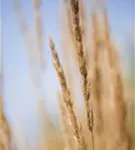 Garten-Reitgras - Calamagrostis x acutiflora 'Karl Foerster'