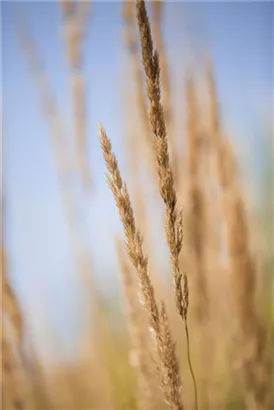 Garten-Reitgras - Calamagrostis x acutiflora 'Karl Foerster'