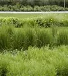 Garten-Reitgras - Calamagrostis x acutiflora 'Karl Foerster'